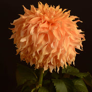 Aggie White (Giant Decorative)